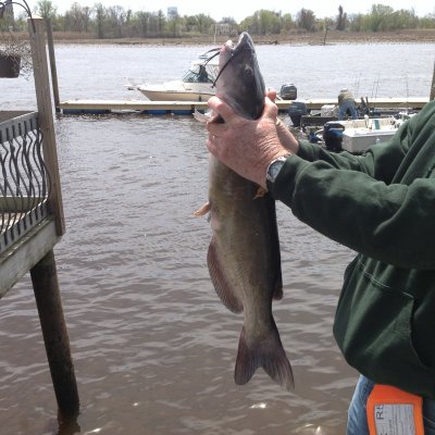 Catfish